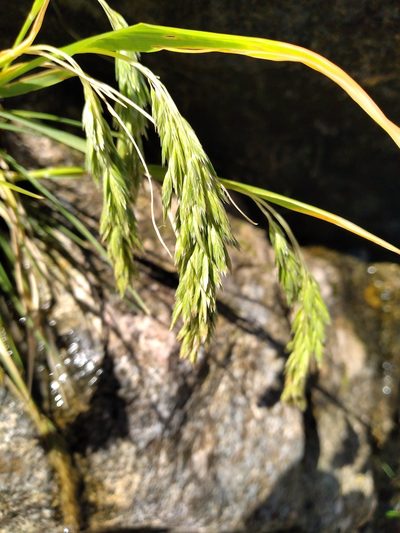 Poa novae-zelandiae, photographed by Leon Perrie