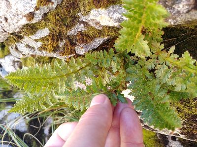 Polystichum cystostegia, photographed by Leon Perrie
