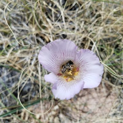 Calochortus striatus, photographed by Ellen Watrous