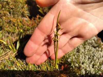 Prasophyllum colensoi, photographed by Leon Perrie