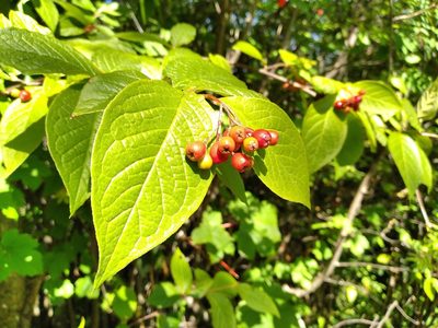 Cotoneaster bullatus, photographed by Leon Perrie