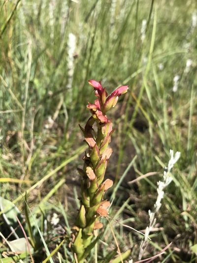 Disa brevicornis, photographed by Sam McCarren