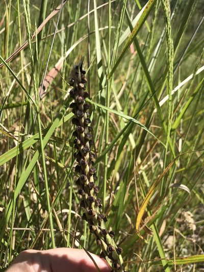 Corycium dracomontanum, photographed by Sam McCarren