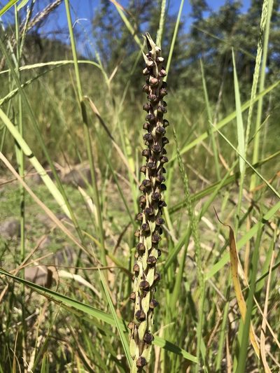 Corycium dracomontanum, photographed by Sam McCarren