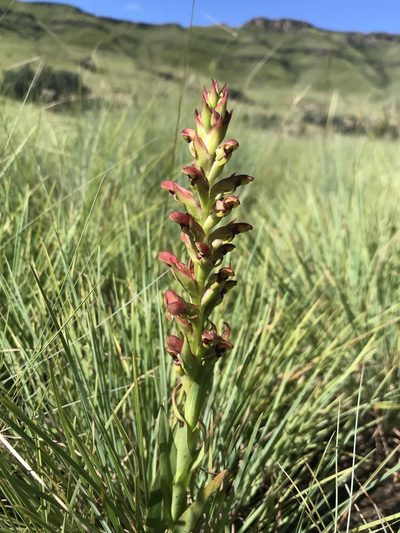 Disa brevicornis, photographed by Sam McCarren