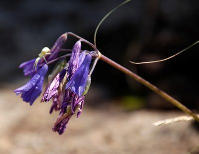 Agapanthus campanulatus, photographed by Tony Rebelo