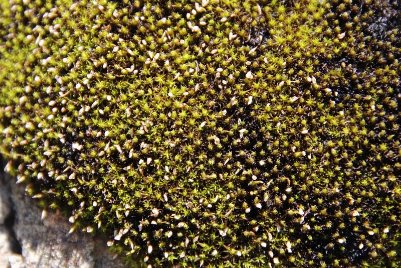 Ptychomitrium cucullatifolium, photographed by Tony Rebelo