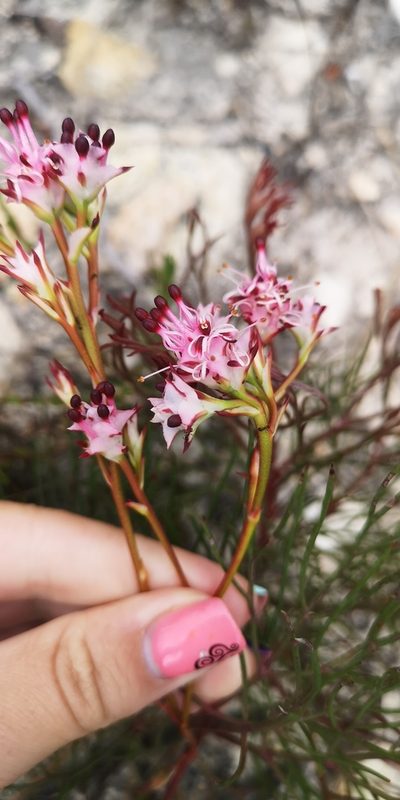 Serruria meisneriana, photographed by leandra-k_89
