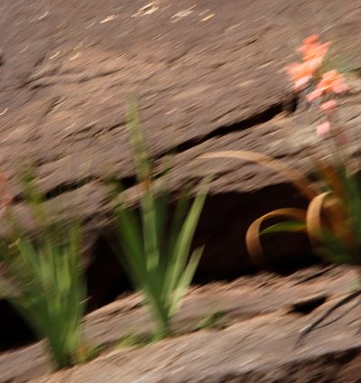 Gladiolus oppositiflorus, photographed by Tony Rebelo