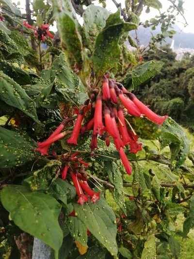 Iochroma fuchsioides, photographed by GERMAN LEONEL SARMIENTO CRUZ