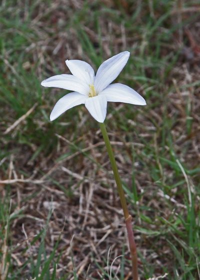 Zephyranthes traubii, photographed by Terry Woodward