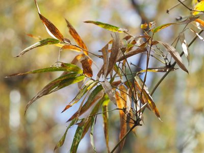 Bambusa spinosa, photographed by 葉子
