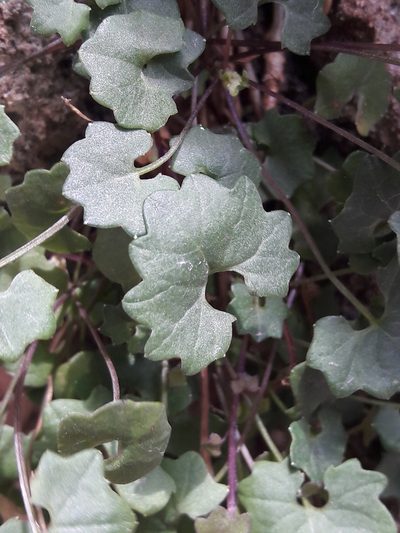 Campanula arvatica, photographed by Denis Bastianelli