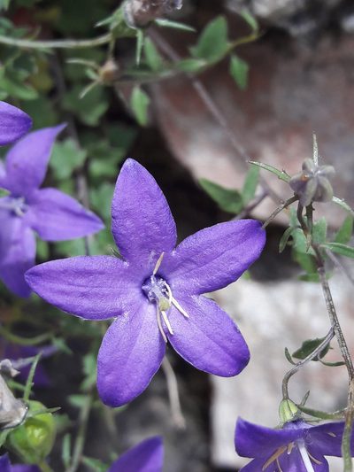 Campanula arvatica, photographed by Denis Bastianelli