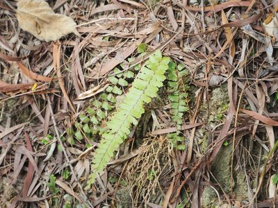 Adiantum ciliatum, photographed by 葉子