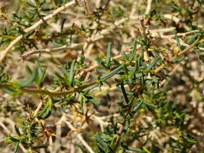 Senecio subulatus, photographed by Guillermo Debandi