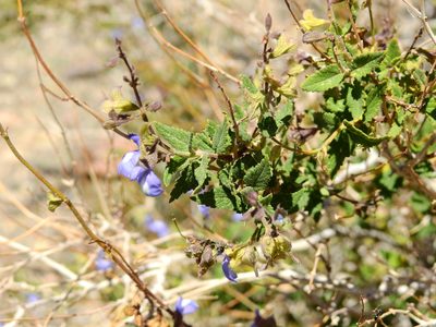 Salvia cuspidata, photographed by Guillermo Debandi