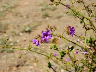 Mirabilis ovata, photographed by Guillermo Debandi