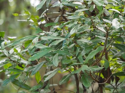 Litsea hypophaea, photographed by 葉子