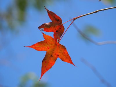 Liquidambar formosana, photographed by 葉子