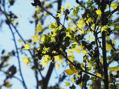 Liquidambar formosana, photographed by 葉子
