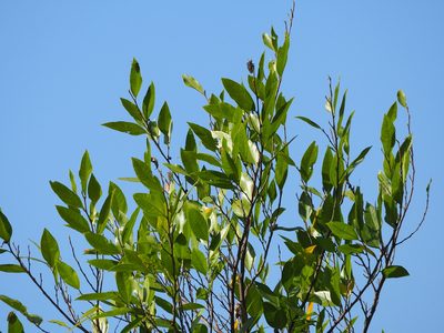 Ficus ampelos, photographed by 葉子