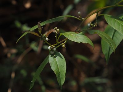 Deeringia polysperma, photographed by 葉子