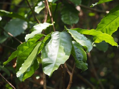 Sterculia monosperma, photographed by 葉子