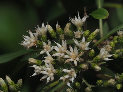 Gymnanthemum amygdalinum, photographed by 葉子