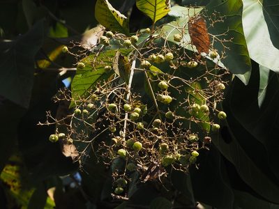 Tectona grandis, photographed by 葉子