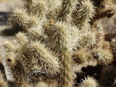 Cylindropuntia wolfii, photographed by Bob Miller