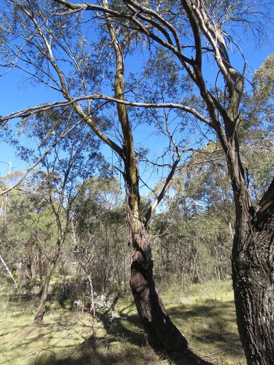 Eucalyptus stellulata, photographed by Donald Hobern