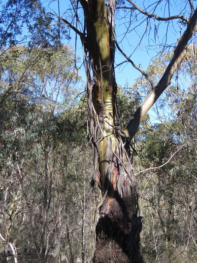 Eucalyptus stellulata, photographed by Donald Hobern