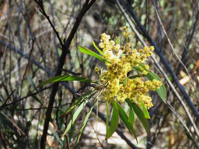 Acacia rubida, photographed by Donald Hobern