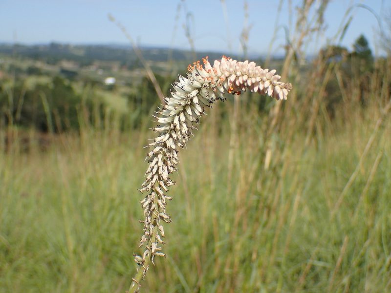 Kniphofia buchananii, photographed by Mahomed Desai