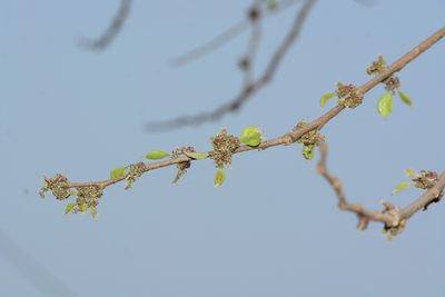 Holoptelea integrifolia, photographed by S.MORE