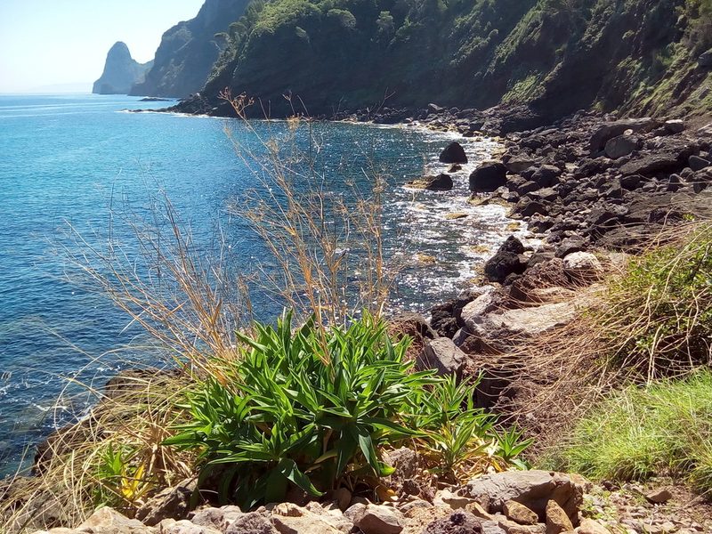 Bupleurum plantagineum, photographed by Dyhia YOUSFI