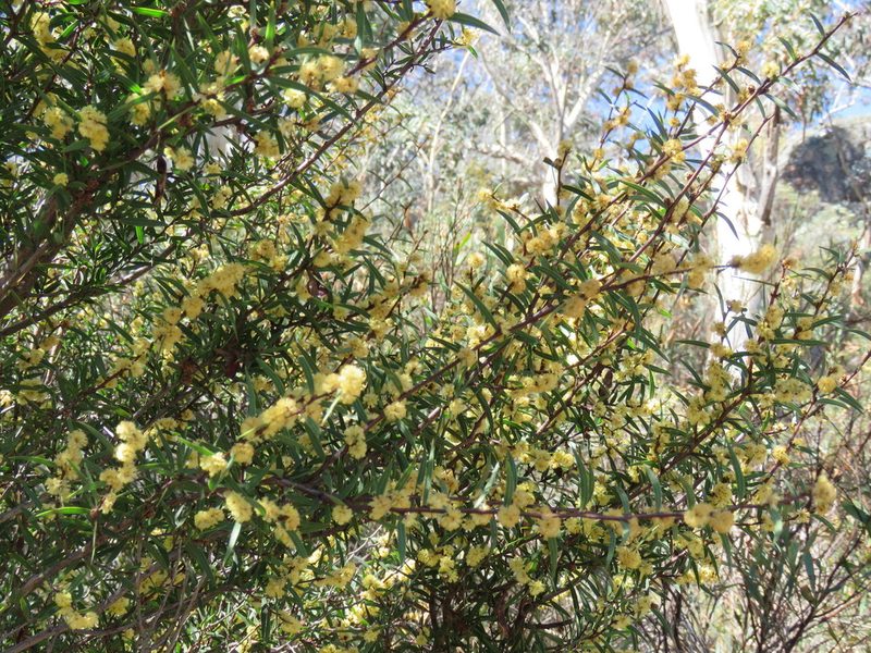 Acacia siculiformis, photographed by Donald Hobern