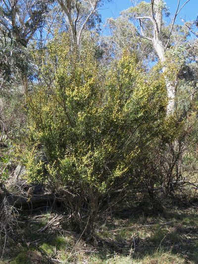 Acacia siculiformis, photographed by Donald Hobern
