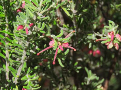 Grevillea lanigera, photographed by Donald Hobern