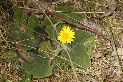Cymbonotus preissianus, photographed by Donald Hobern