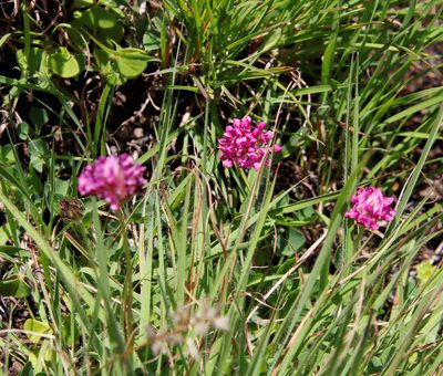 Trifolium africanum, photographed by Tony Rebelo