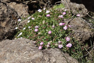 Delosperma nelii, photographed by Tony Rebelo