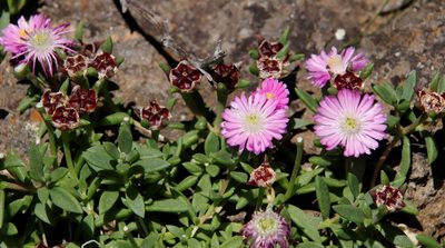 Delosperma nelii, photographed by Tony Rebelo