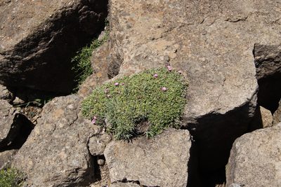 Delosperma nelii, photographed by Tony Rebelo