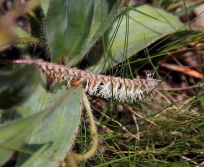 Holothrix scopularia, photographed by Tony Rebelo