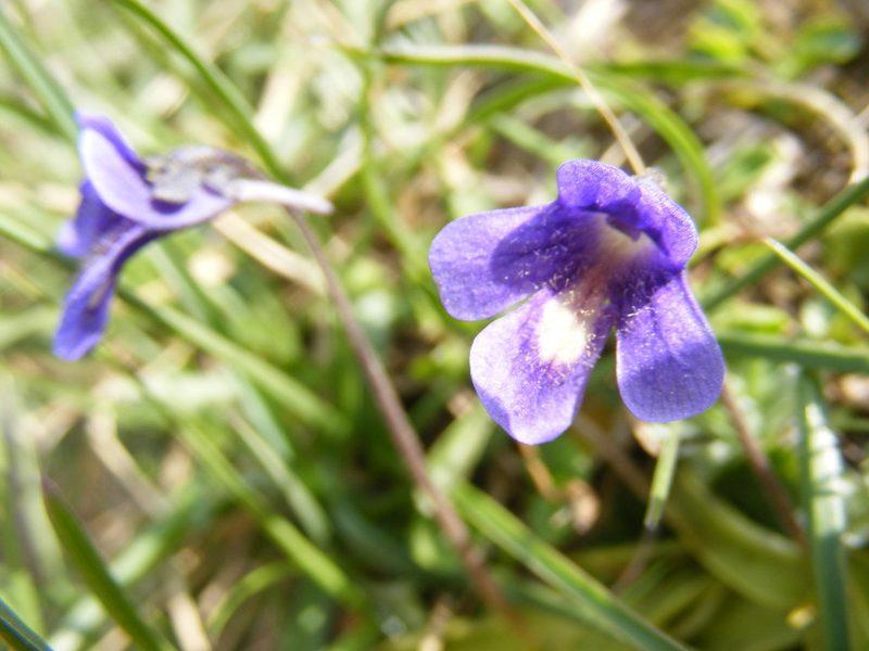 Pinguicula balcanica, photographed by Annie Evankow