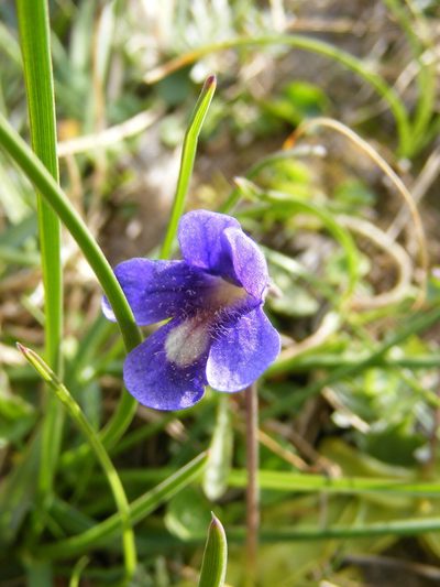 Pinguicula balcanica, photographed by Annie Evankow