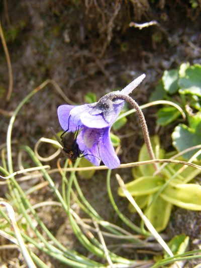 Pinguicula balcanica, photographed by Annie Evankow