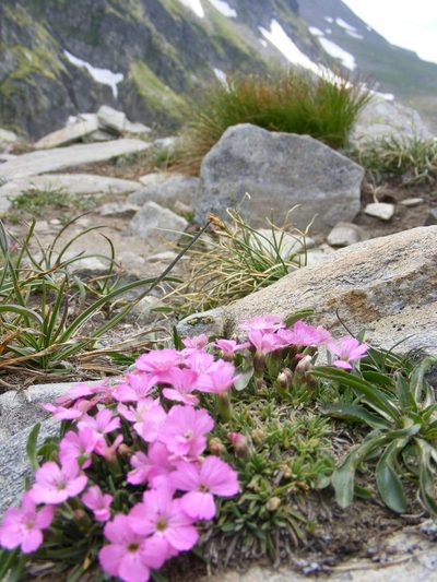 Dianthus microlepis, photographed by Annie Evankow